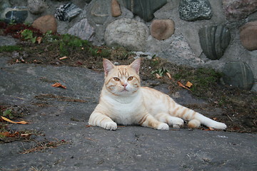 Image showing cat named Moari