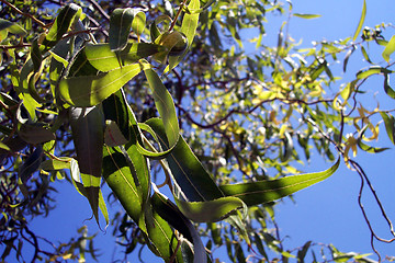 Image showing leaves