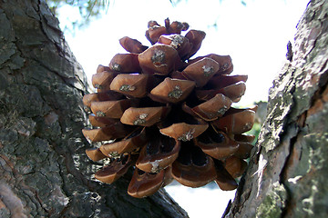 Image showing seed capsule on pine