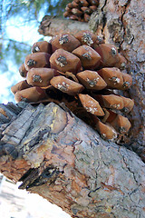 Image showing seed capsule