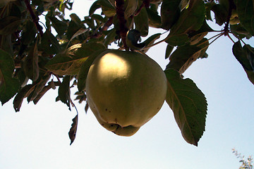 Image showing unripe apple