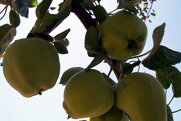 Image showing unripe apples