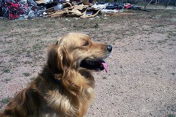 Image showing Golden dog
