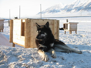 Image showing Sled dog