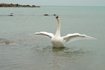 Image showing Swan spreads its wings.