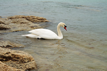 Image showing Swan.