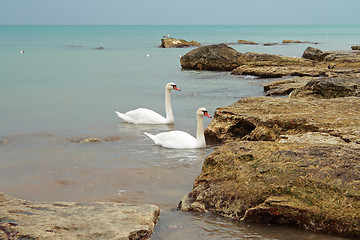 Image showing Pair of swans.