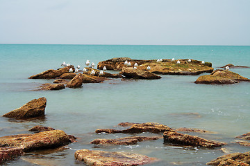 Image showing Sea gulls.