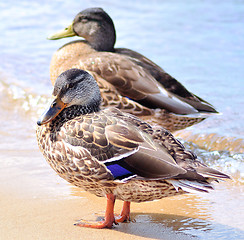 Image showing wild ducks by the lake 