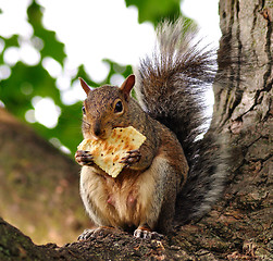 Image showing squirrel eating cracker 