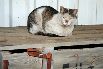 Image showing Stray cat.