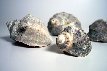 Image showing four screw shells