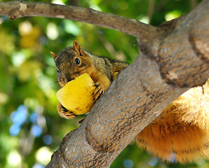 Image showing squirrel eating apple