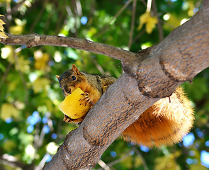 Image showing squirrel eating apple