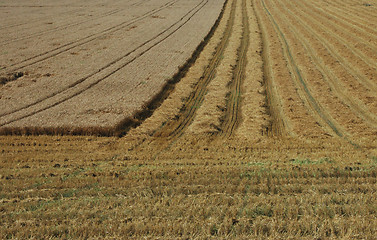 Image showing Wheatfield