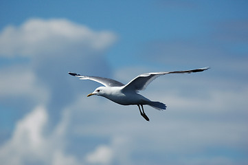 Image showing Gull