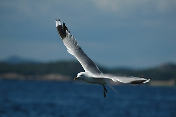 Image showing Gull