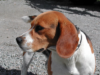 Image showing Dog