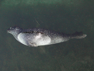 Image showing Dead seal