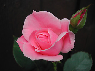 Image showing Rose