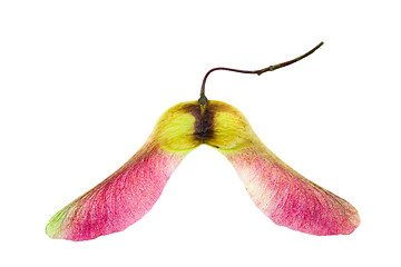 Image showing maple seeds (isolated)