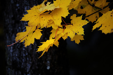 Image showing Autumn leaves