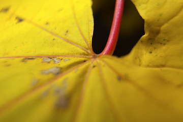 Image showing Autumn leaves