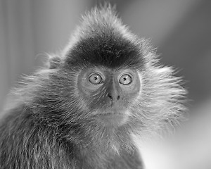 Image showing Silver leaf monkey