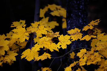 Image showing Autumn leaves