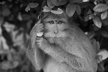 Image showing Macaque monkey