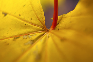 Image showing Autumn leaves