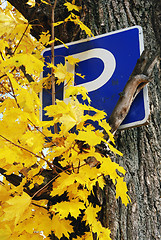 Image showing parking sign on maple 