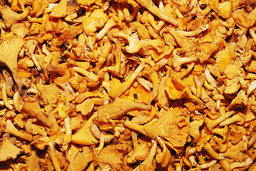 Image showing lot of edible mushrooms close up