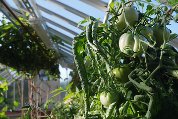 Image showing green tomatoes grow on vines