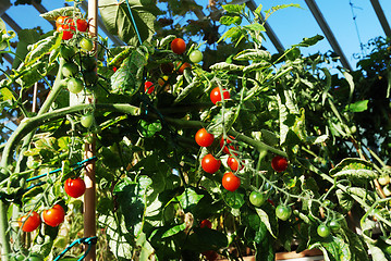 Image showing bright red tomatoes grow on vines 