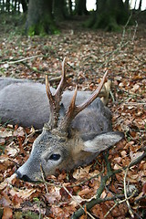 Image showing Roe Deer- capreolus capreolus