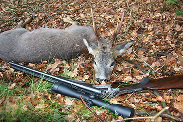 Image showing Roe Deer  and Rifle- Trophy