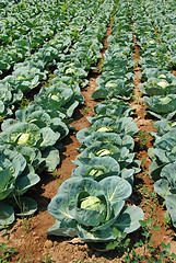 Image showing Cabbage field