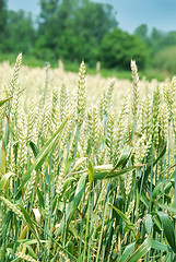 Image showing Wheat field