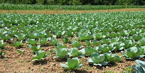 Image showing Cabbage field