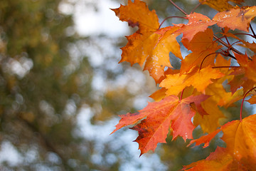 Image showing Maple leaf background