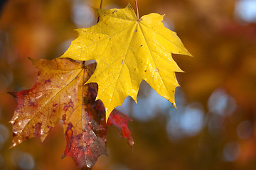 Image showing Maple leaf background