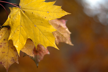 Image showing Maple leaf background