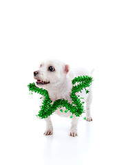 Image showing Puppy dog wearing a green tinsel star