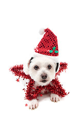 Image showing Pretty Christmas Star Dog