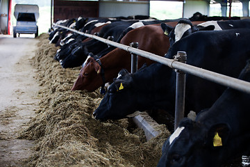 Image showing Feeding cows