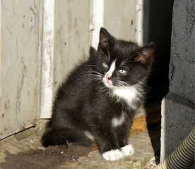 Image showing Small kitten