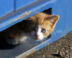 Image showing Small kitten