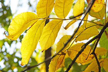 Image showing yellow  leafs of tree 