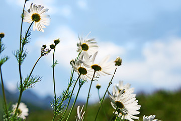 Image showing  meadow of flower  chamomile